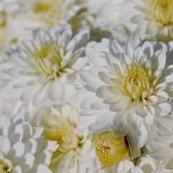 Fall into Color with Garden Mums