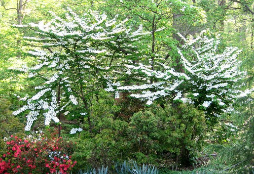Designers on Low-Maintenance Gardens