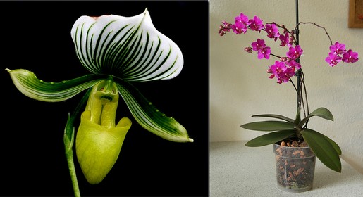 (L) Slipper and (R) Phalaenopsis