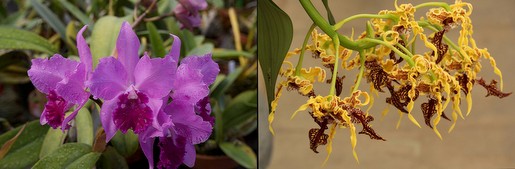 (L) Cattleye and (R) Dendrobium