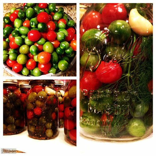 Dilly-Pickled-Cherry-Tomatoes