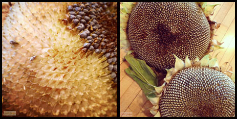 Sunflower heads