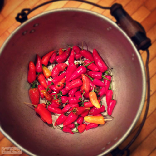 Spicy-Hot-Peppers