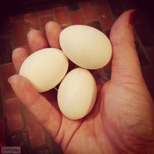 First-Fresh-Eggs
