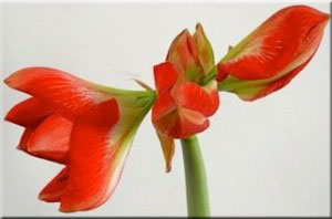 red-amaryllis