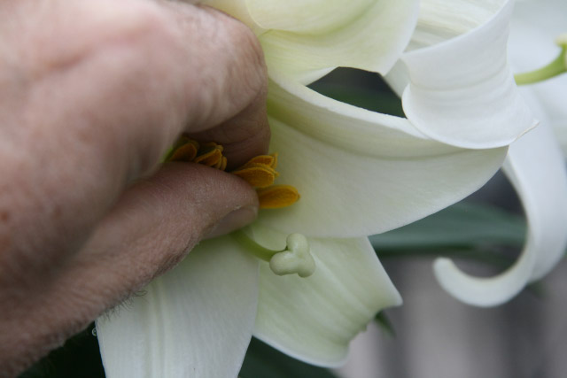 Removing Easter Lily Anthers; Behnke Nurseries