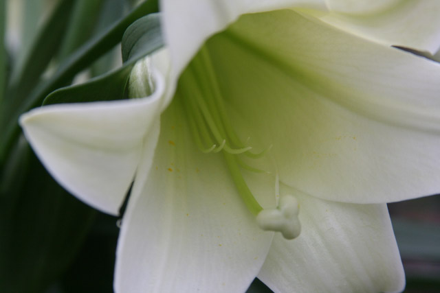 Keeping your Easter Lilies Looking Fresh