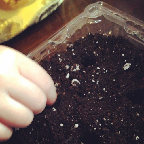 Little-Kiddie-Hands-Carefully-Sowing-Seeds