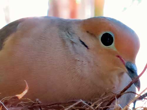 Coo-Coo Mourning Doves