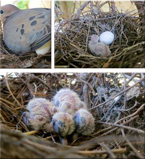 dove-nest-and-eggs