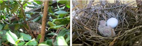 dove-nest-and-eggs-2
