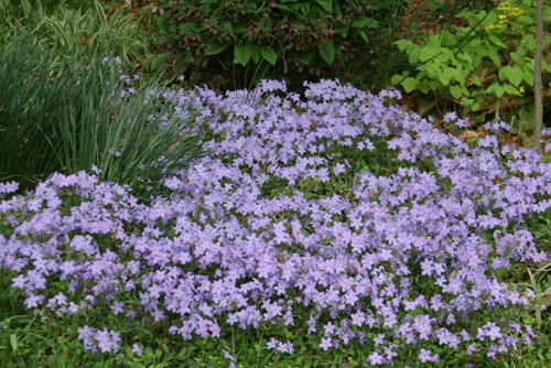 Phlox stolonifera Sherwood Purple; Hurley Garden, Bethesda, Front Bed