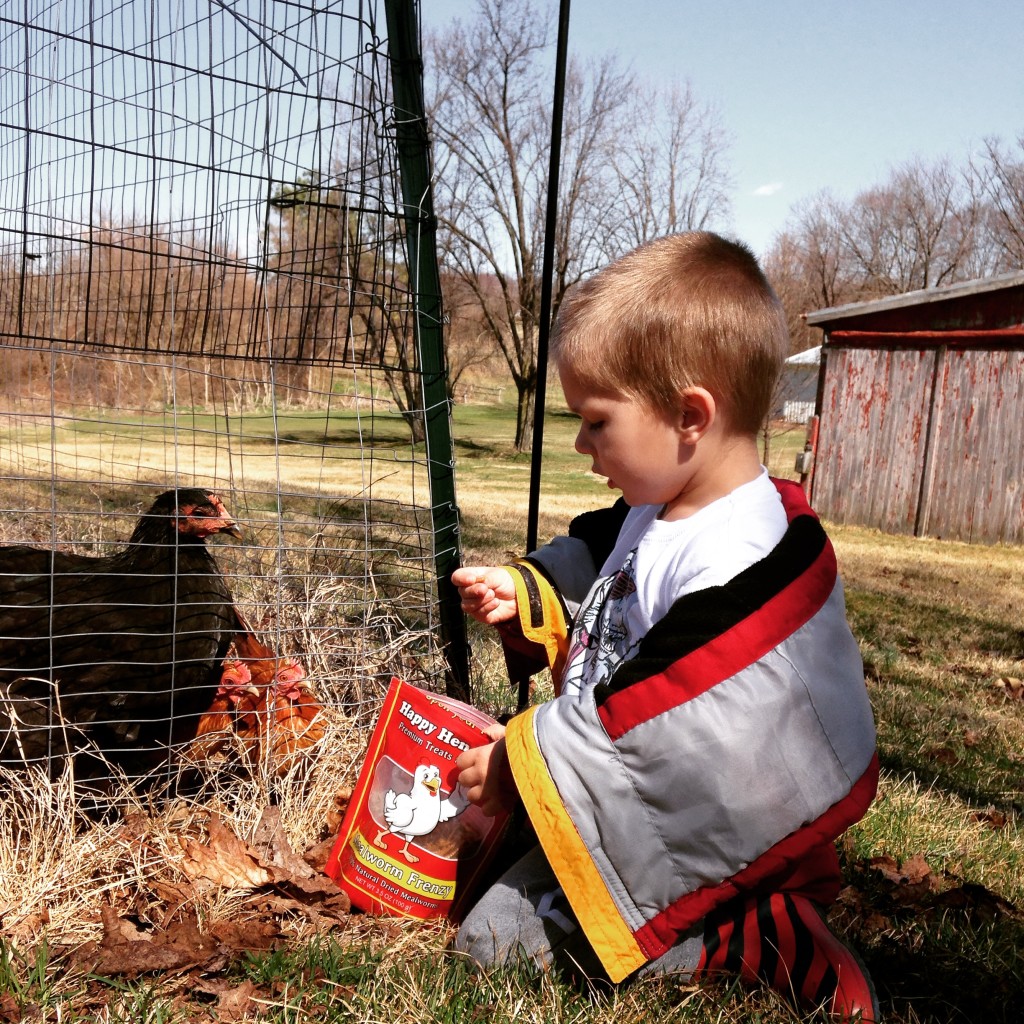 Grayson and chickens