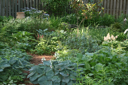 hostas play a big role in Larry Hurley's shade garden
