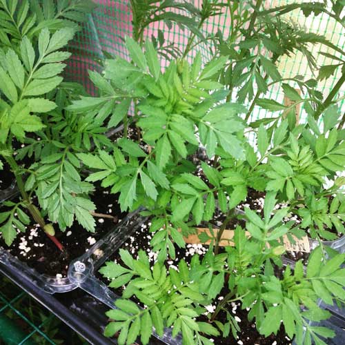 Botanical-interests-marigolds-ready-for-transplanting