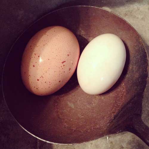 bantam eggs vs new brown eggs