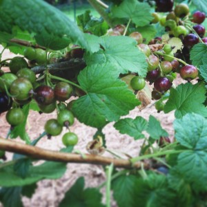 black-currants-ripening