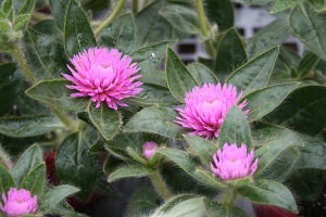 The Cool New Heat Loving Annual: Gomphrena ‘Pink Zazzle’