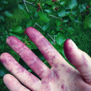mulberry-stained-fingers