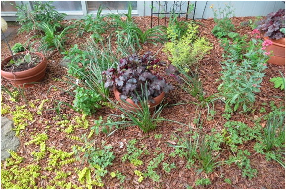 Seasons of Change: Marked With Perennials
