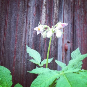 potato-flower
