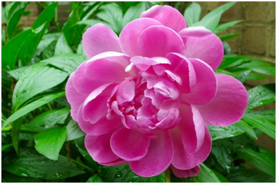 Peony in May