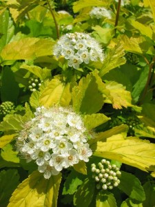 4 Favorite Native Shrubs