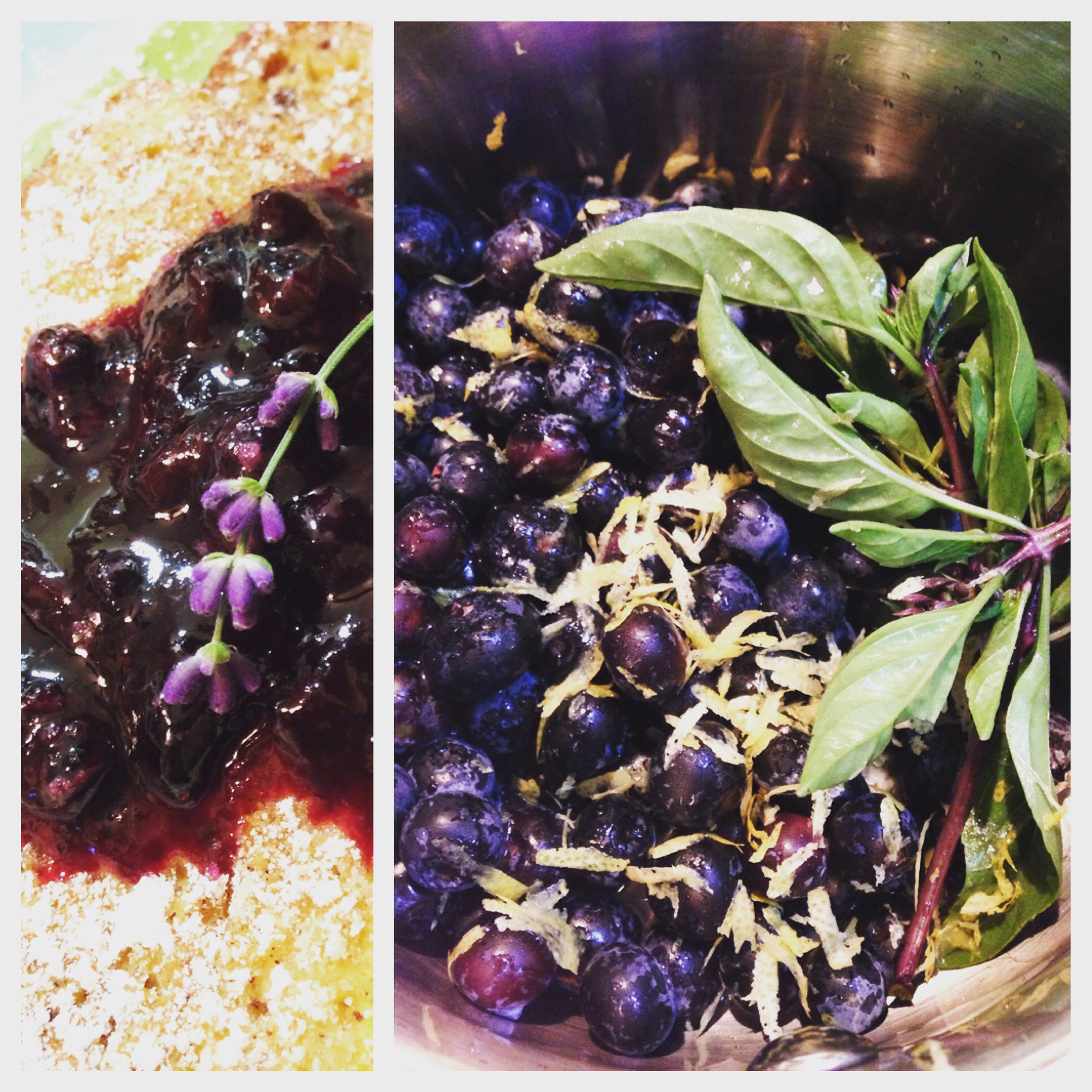 Jessica’s Garden: Feeling the Blues with Blueberries