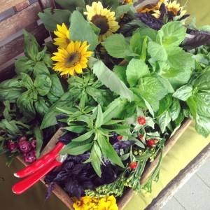 Jessica’s Garden: First Harvest — Hard Work Pays Off