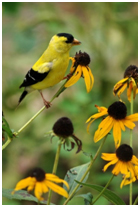 Goldfinches and Monarchs, a Perfect Pair