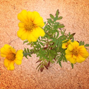 Jessica’s Garden: Keeping Pesky Visitors at Bay