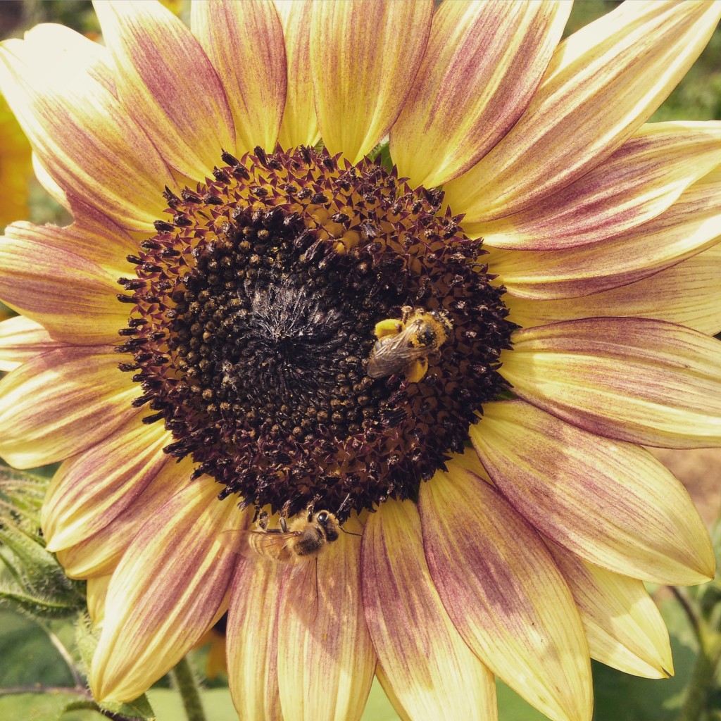 sunflower-with-bees