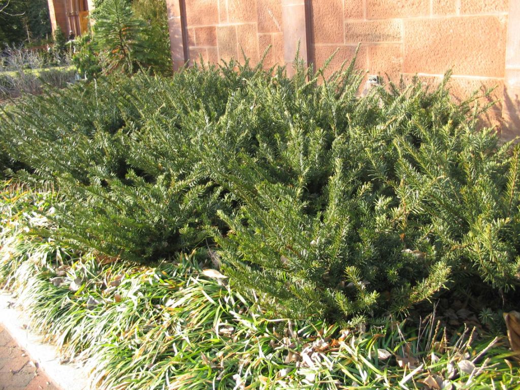 Japanese Plum-Yew (Cephalotaxus)