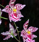 Odontoglossum orchids