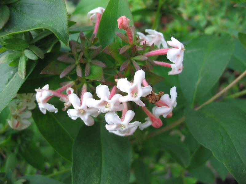 Abelia mosanensis – Fragrant Abelia