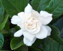gardenia