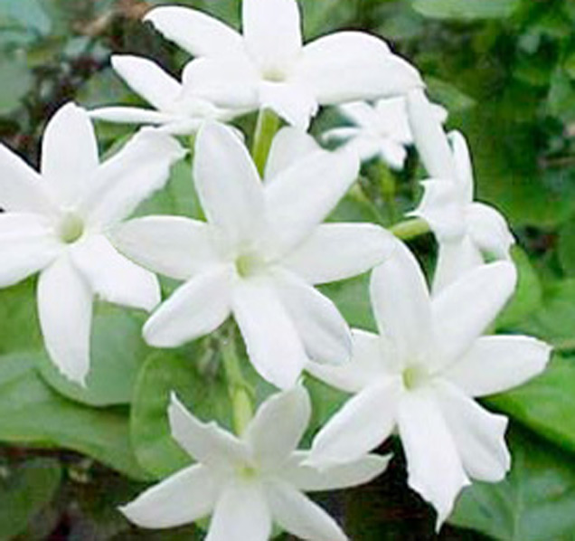 jasmine sambac