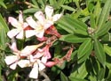 nerium oleander