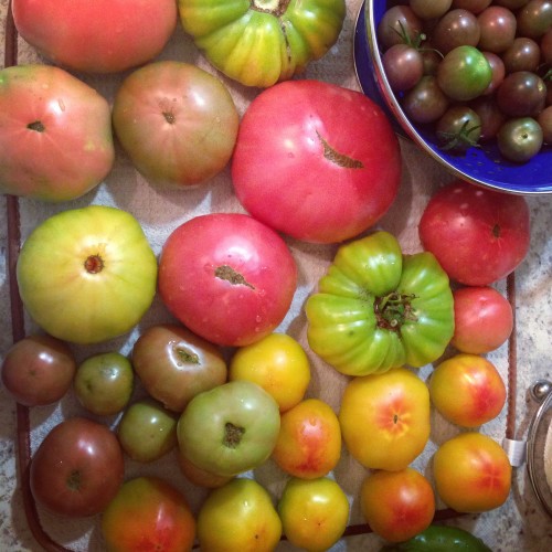 Jessica’s Garden: Heirloom Tomatoes: Colorful, Unique and Some So Ugly, They’re Beautiful