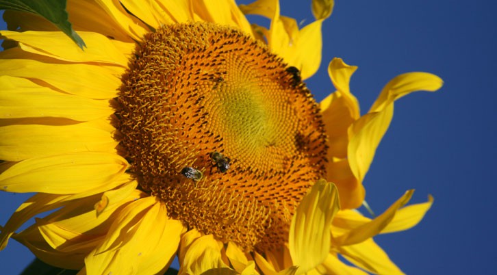 Environmental Gardening at Behnke’s
