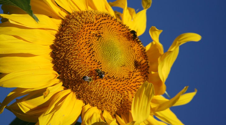 sunflower-with-bees
