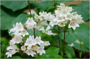 white-blooms-1