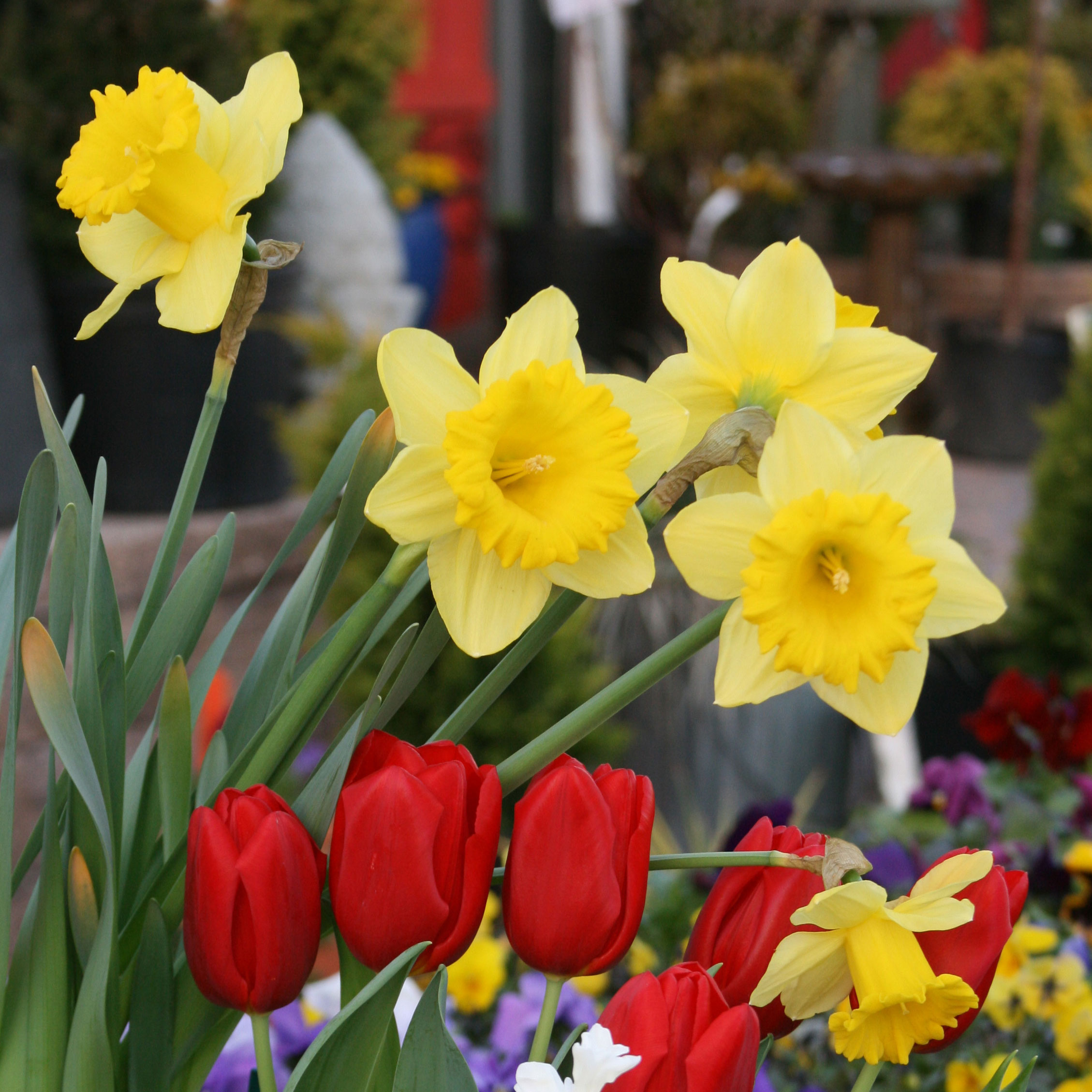 Fall-Planted, Spring-Flowering, “Dutch Bulbs”