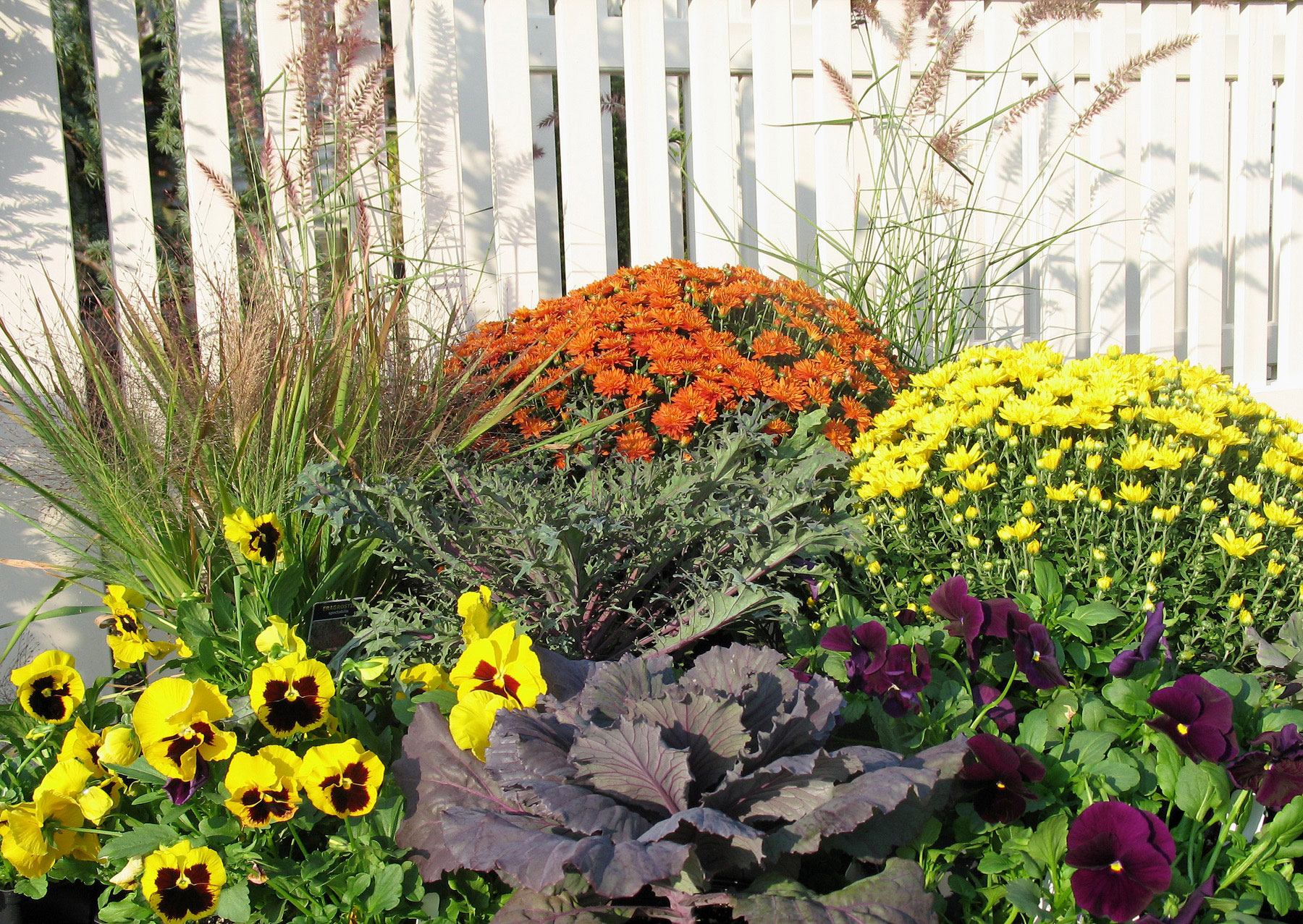 Fall annuals of pansy, cabbage and mums