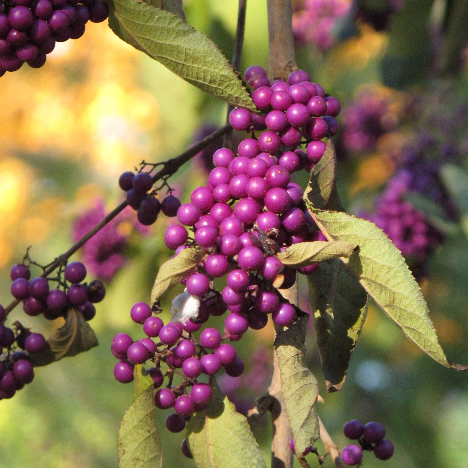 10 Shrubs and Vines for Fall Color