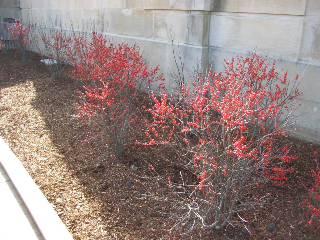winterberry-holly