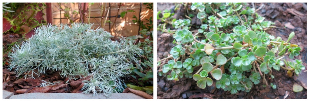 artemesia-and-succulent
