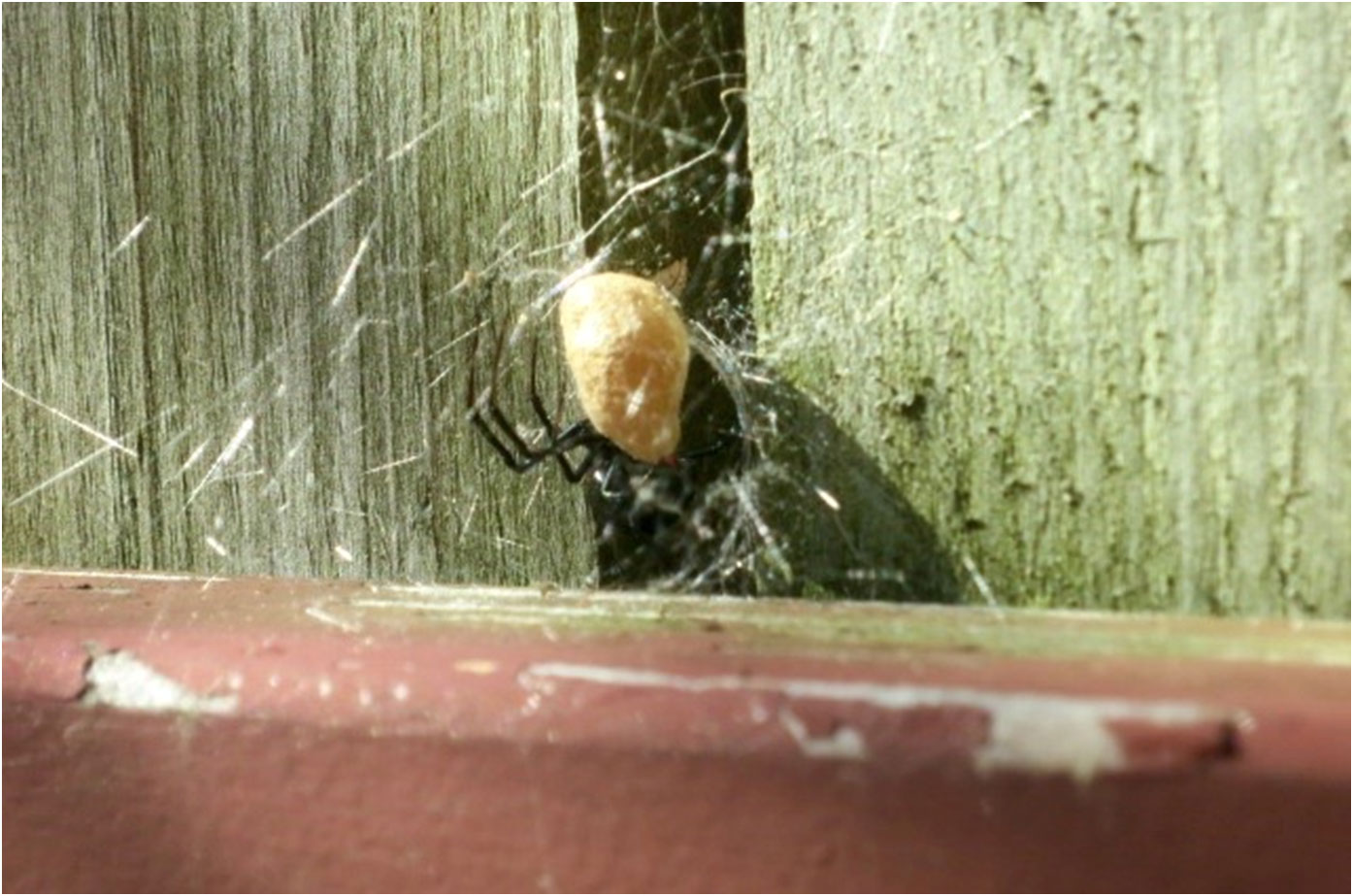 black-widow-spider-1