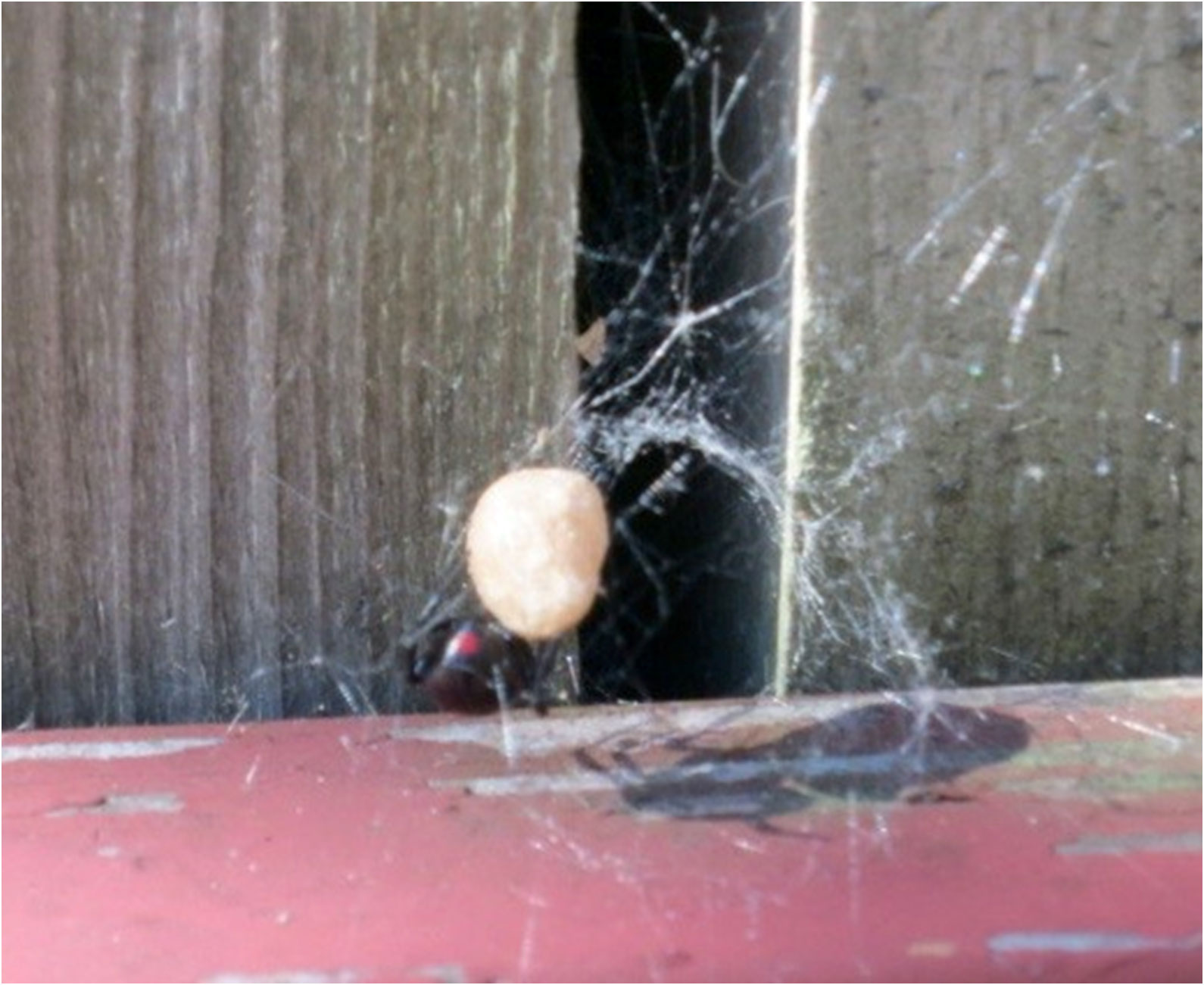 black-widow-spider-2