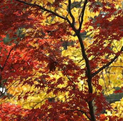 The Colors of Fall